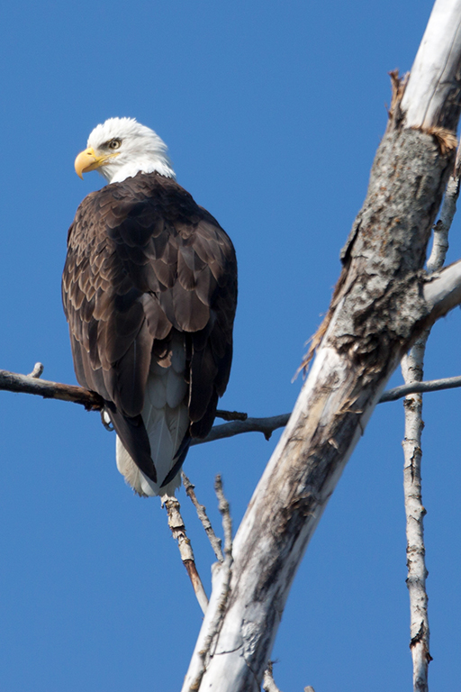 09-27 - 02.jpg - Kootenai National Wildlife Refuge, ID